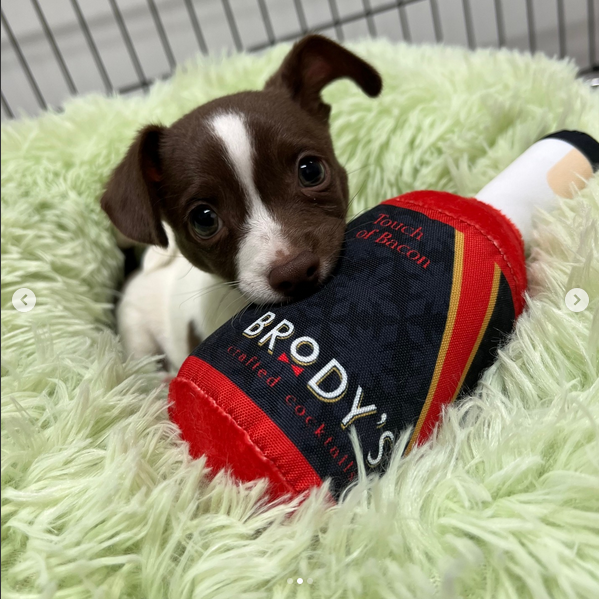 Brody's Touch of Bacon - Dog Plush Toy