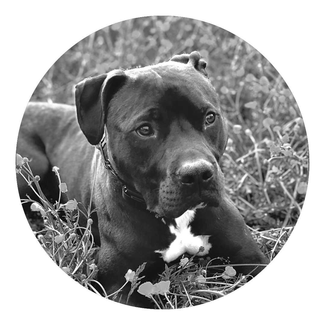 Photo of Rocko